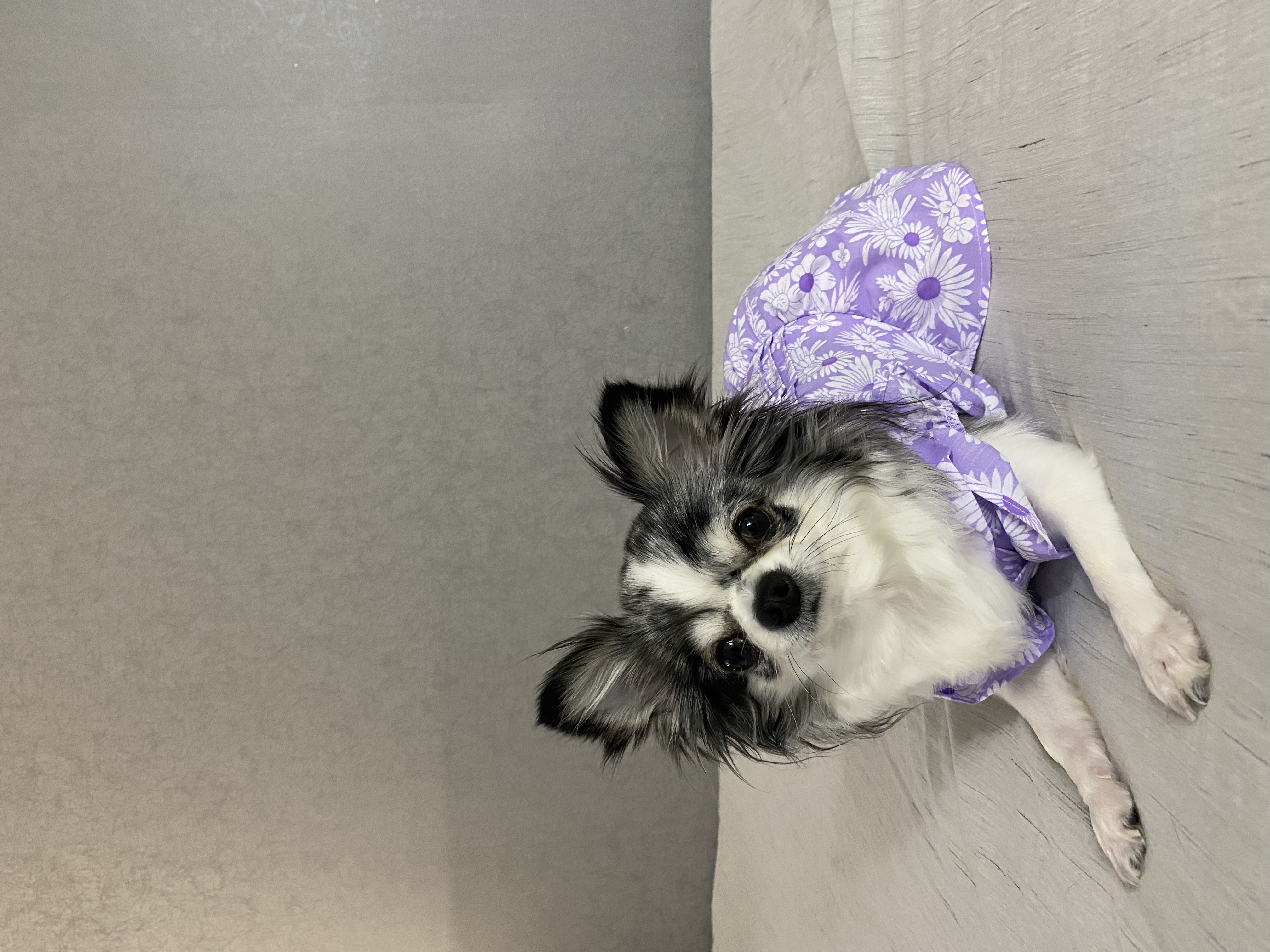 [뛰뛰하우스] 강아지 핀턱셔츠원피스