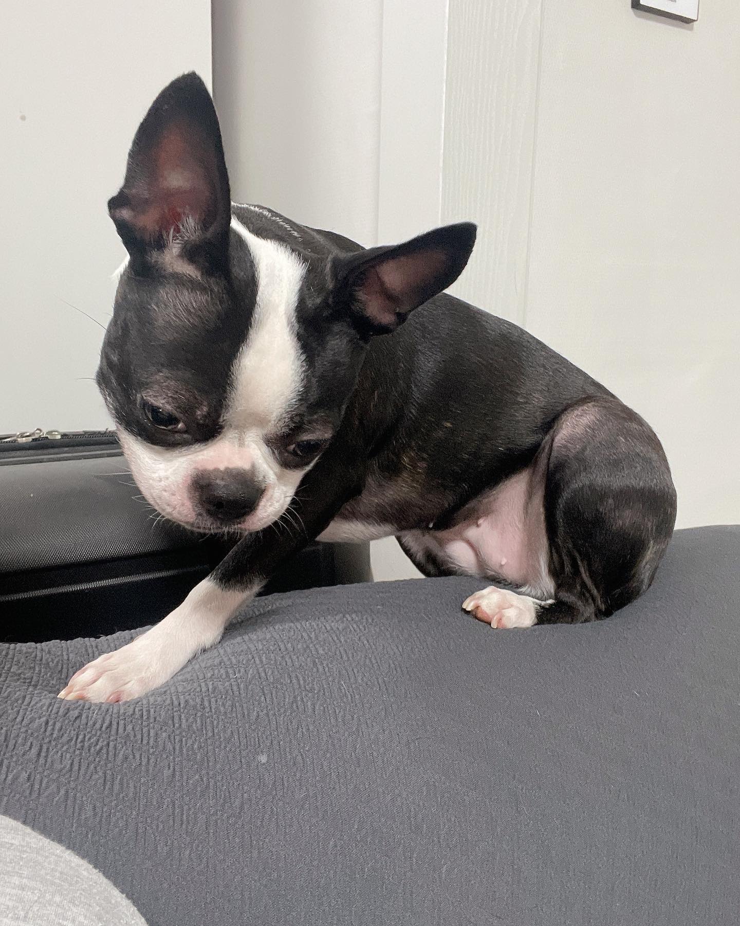 #Hi#오랜만#longtimenopost#엄마공줘라#손도줬어요#빨리#얼른#보스턴테리어#코코#coco#bostonterrier#givemeaball#😤