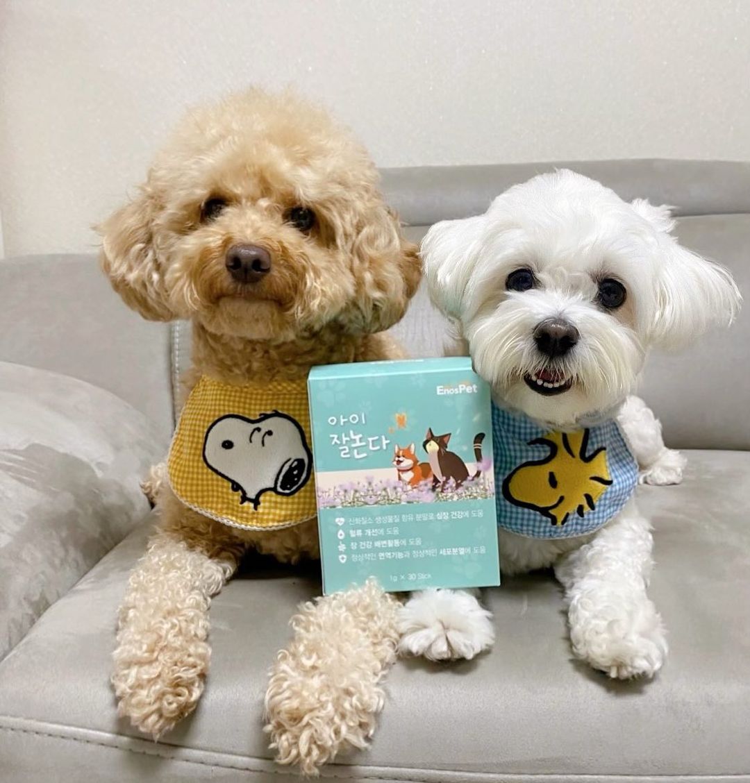 도담하람이네🫶’s Instagram post: “#광고 도담하람이가 이노스펫 영양제를 먹어봤어요🤍🤎 이노스펫 영양제는💊 강아지 종합영양제이며 ✔️전세계 최초 특허 받은 천