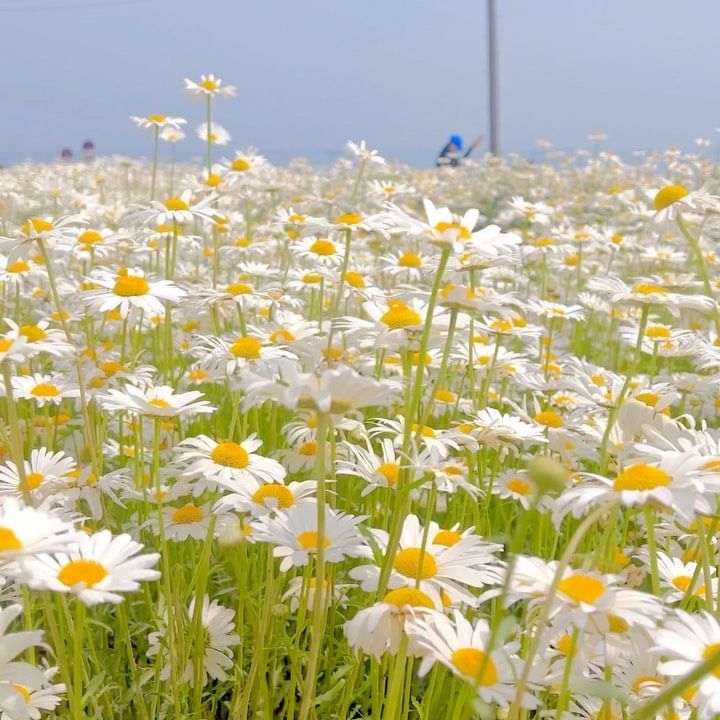 계란후라이 천국
.
.
.
.
.
.
#샤스타데이지 #데이지꽃 #데이지 #꽃 #계란후라이꽃 #travel #travelgram #traveling #travelling #여행 #여행스타그램 #국내여행 #봄여행 #봄여행지 #봄에가볼만한곳 #대한민국구석구석 #봄릴스