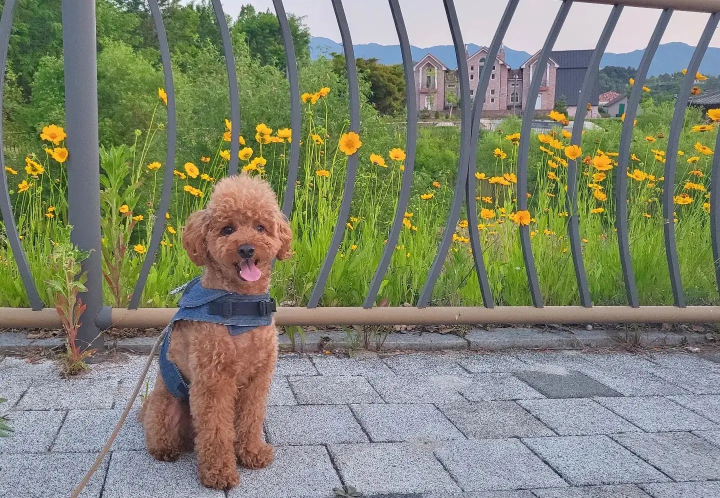 아기가 태어난 후 양보할게 많아진 뚜비
누나 친정 찬스로 간만에 
외동마냥 엉아 누나 둘과 여유있는 산책
기대보다 더 아기를 배려해주는 뚜비가
고맙고 대견하고 미안하고 

#애개육아