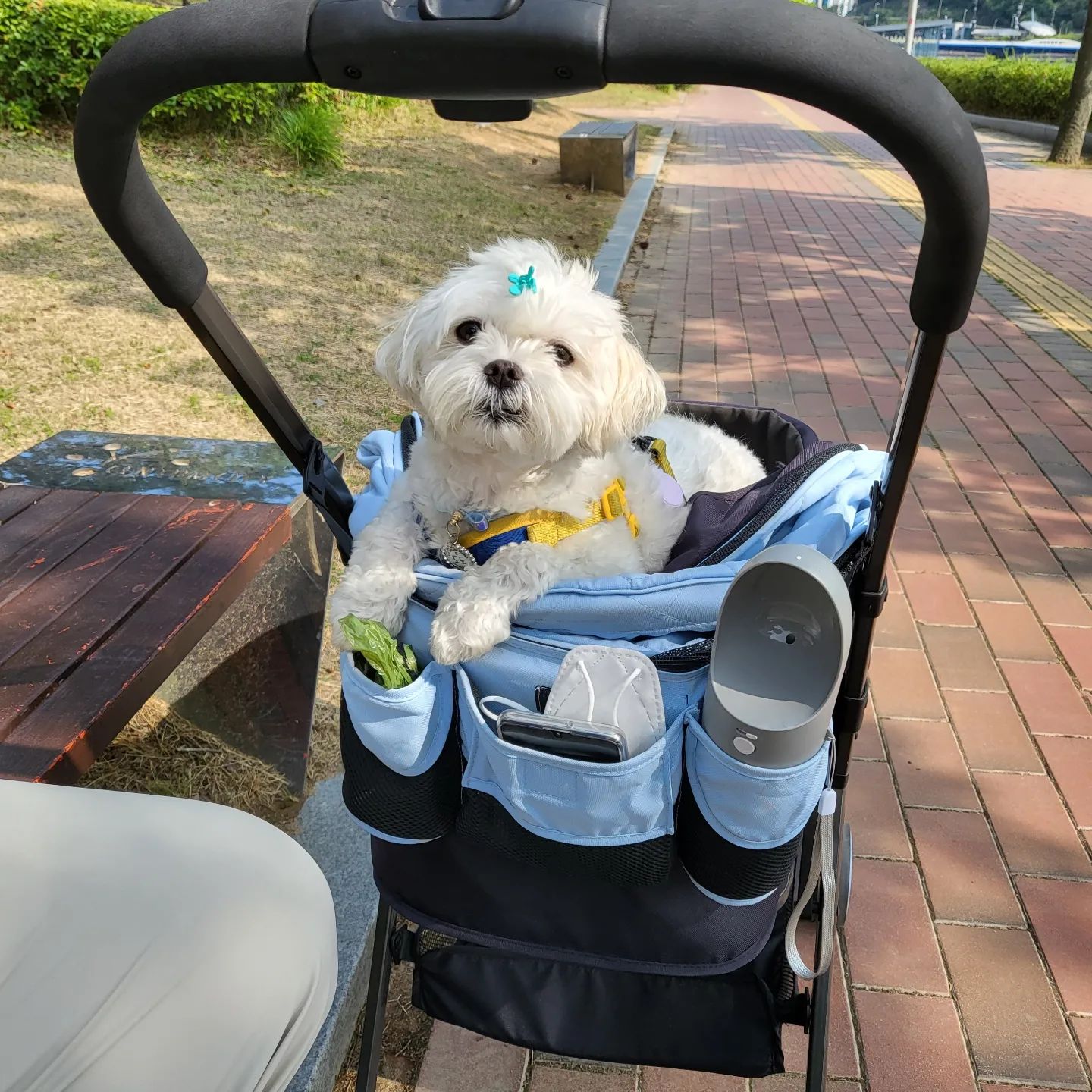 .
자세보소😍😍
귀여워미침😭😭💚
.
#요염함과귀여움사이 #부산 #부산애견동반 #apec나루공원