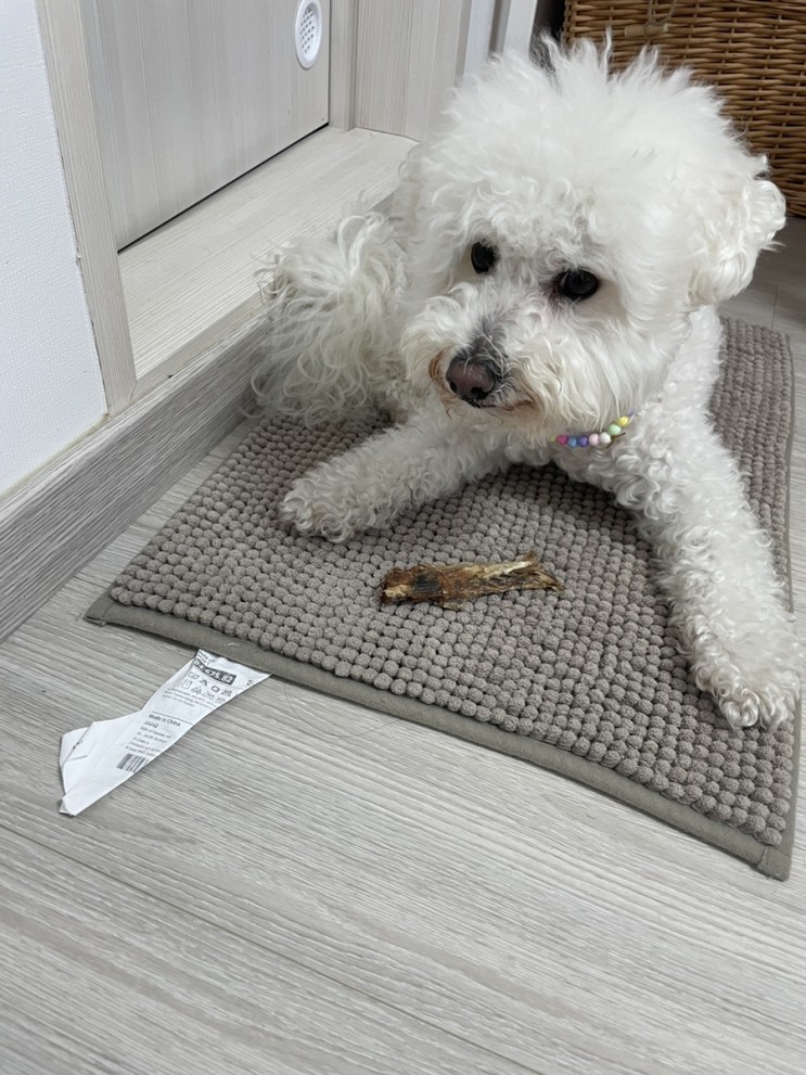강아지간식 강아지수제간식 소형견 개껌 선견지묘 에서