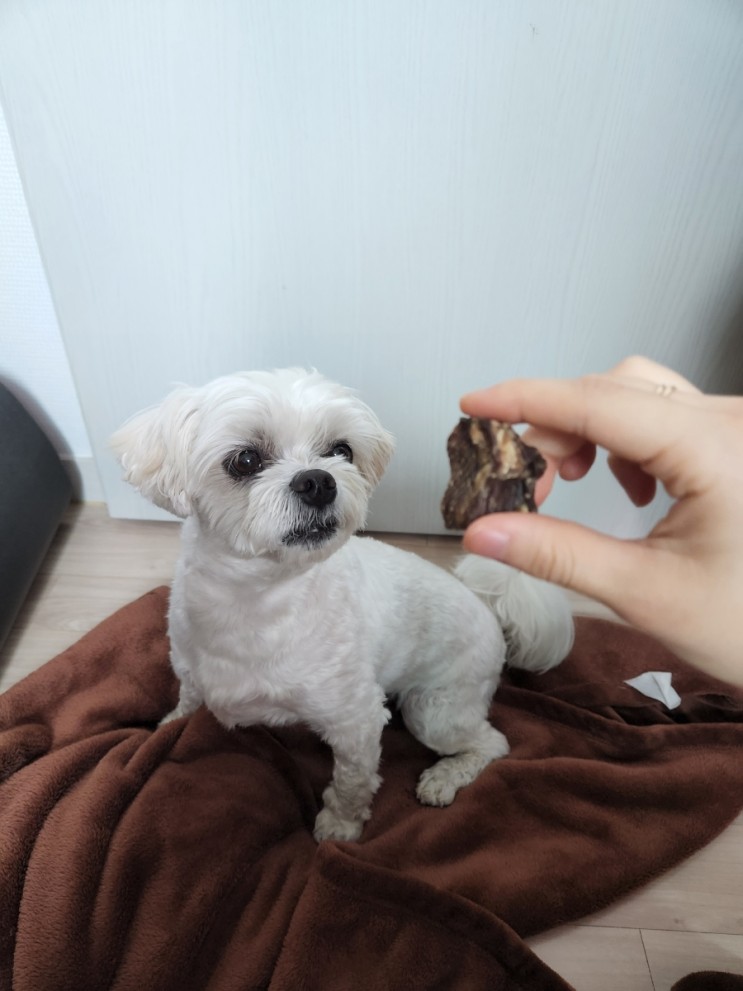 강아지간식 선견지묘  국내산수제간식추천