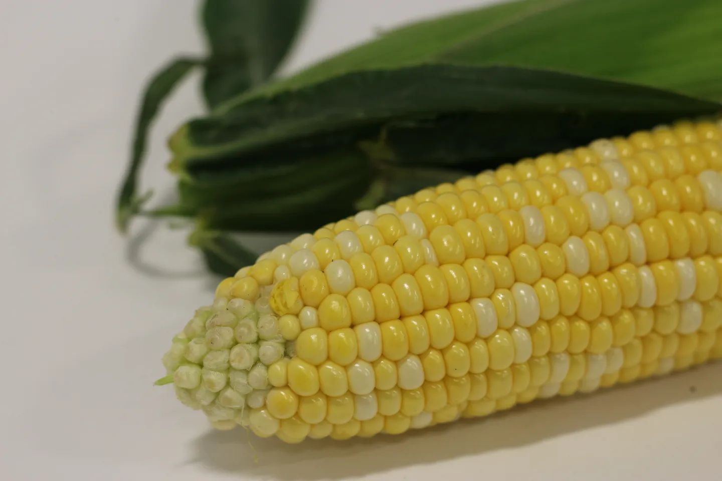 🌽🌽초당옥수수 리그램 이벤트 진행합니다. 
두번째 진행 하는데 처음에 못하셨던 분들이 있어서 이렇게 인스타로 인사드게 되었습니다.
많은 참여 부탁드립니다 

💫명품 제주초당옥수수 특품 10개 26,900원 (비교불가 맛과 당도!! 포장까지 확실!!)

📍리그램 이벤트 참여방법
1. flower_tea_story 팔로우 하기 
2. 리그램해서 공유하고 친구 2명 소환하기~
3. 본글에 참여완료 댓글 남기기 

💚이벤트 상품 총 10명

이벤트 오늘 단 하루 !! 6월 15일 오후2시까지 
1. 초당옥수수특품 10개입 3명 
2. 초당옥수수특품 20개입 3명
3. 초당 옥수수특품 5개입 4명 
 
구매는 요기 👉
https://smartstore.naver.com/hbcare/products/6627357732

질문은 DM 💬

본계정 또는 DM으로 발표 

필수태그 #제주초당옥수수 #초당옥수수 #날아오름 

#1 초- 달아서 초당 
이름 그대로 당도가 높은 옥수수 
수박, 멜론에 견주어도 손색없는 단맛!

#2
파종부터 수확까지
제주애월에서 직접 농사하고 재배하여 꼼꼼하게 검수! 

#3
온 가족이 다함께 
온 가족이 안심하고 먹을 수 있어 더 사랑받는 제주 초당옥수수 
#4.
믿을 수 있는 먹거리 
옵션별로 꼼꼼하게 포장하여 보내드립니다. 
고품질 초당 옥수수 
#5
제주애월에서 직접 농사재배한 초당옥수수는 당도가 높은 옥수수입니다. 
제주 초당옥수수 평균 당도 15~19brix 
#6
아삭아삭한 식감이 우수한 제주 초당옥수수입니다. 
#7
또한 전체의 옥수수 길이가 아닌 드실 수 있는 길이를 기준으로 선별하여 발송 

#제주초당옥수수 #제주사탕옥수수 #제주애월옥수수 #초당옥수수 #여름간식 #마약옥수수 #날아오름 #농수산물 #제주도선물