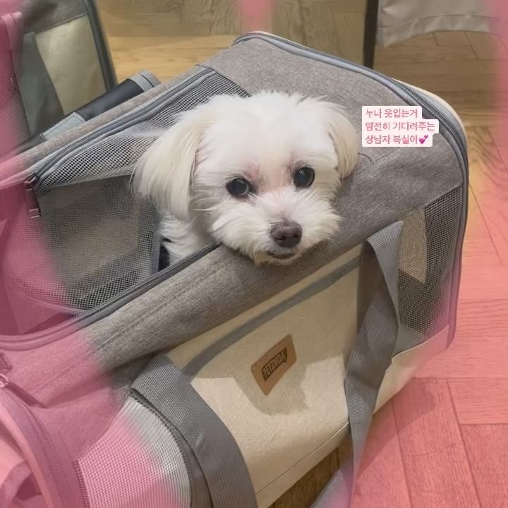 콘텐츠