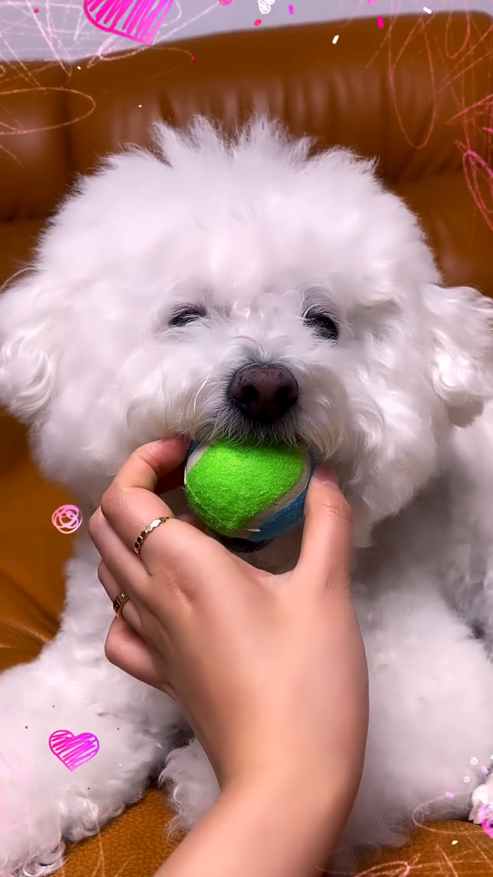 공이 쪼아요❤️
#비숑#공놀이#놓치지않을거에요