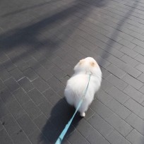 [엘더베리젤리] 건강간식! 장인정신에브리데이아츄구미젤리