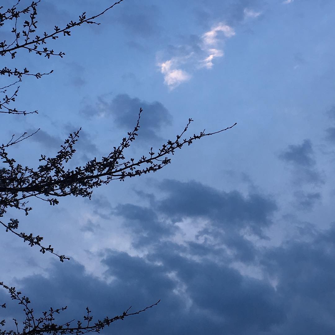 ₍ᐢ- ̫-ᐢ₎ · °