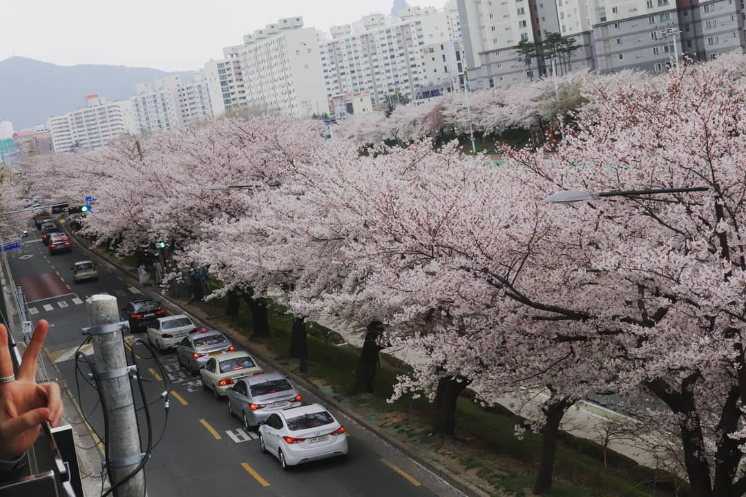 #벚꽃#브이#온천천#뮤제카바농#꽃놀이🌸