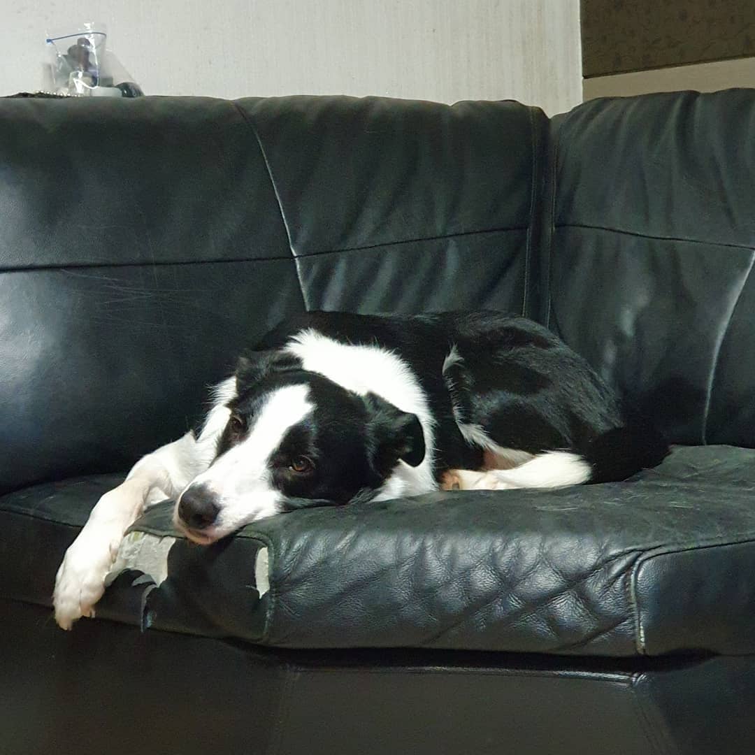 세상 다 산 쿠키.jpg

#애견스타그램 #애견 #강아지 #강아지스타그램 #보더콜리 #쿠키 #dogstagram #bordercollie #puppystagram #dog #puppy #puppylove #인별그램 #인스타그램 #kookie #cute #귀여워 #ootd #blackandwhite
