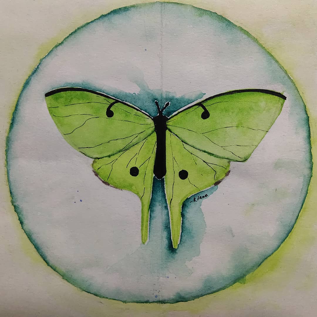 The Luna Moth
~ by the_brown_eyed_doll 
These giant silk moths appear around May or June. After 6-10 weeks of being a larva, the moth goes into diapause, building a cocoon around itself. The sole purpose of the winged adult is to release species specific pheromones & mate.
Hence, I felt that in a way it symbolizes new life & new beginnings, much like the bunny during Easter.
So, new year, new beginnings, new painting.
#lunamoth #luna #paintings #watercolour #camel #camlin #fabercastell #newyear #newlife #newbeginnings #art #artcommunity #artistsoninstagram #watercolorpainting #watercoloronpaper #fabercastellart #artist