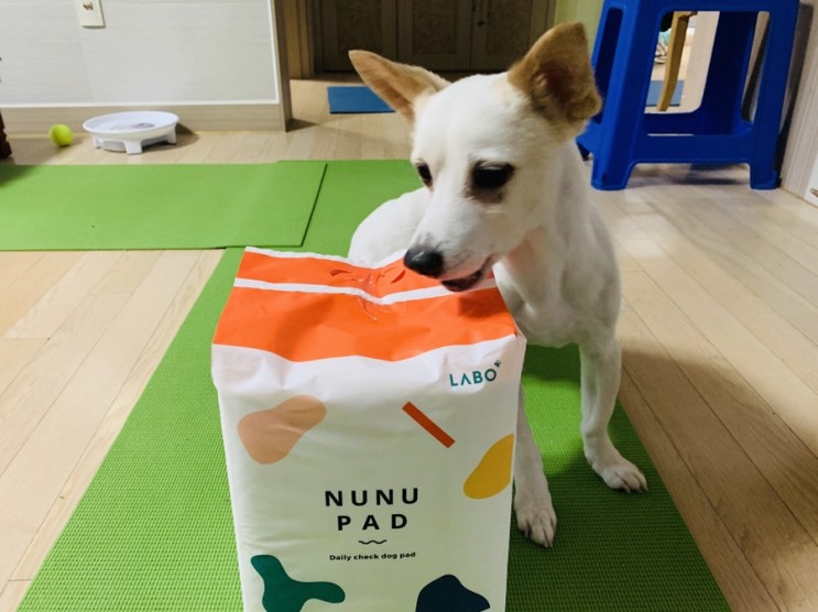 강아지배변패드 대형 닥터라보 로 노견의 건강을 수시로체크해요