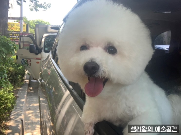 신촌동물병원 <링크동물의료센터>에서 비숑 건강검진을 받고오다!