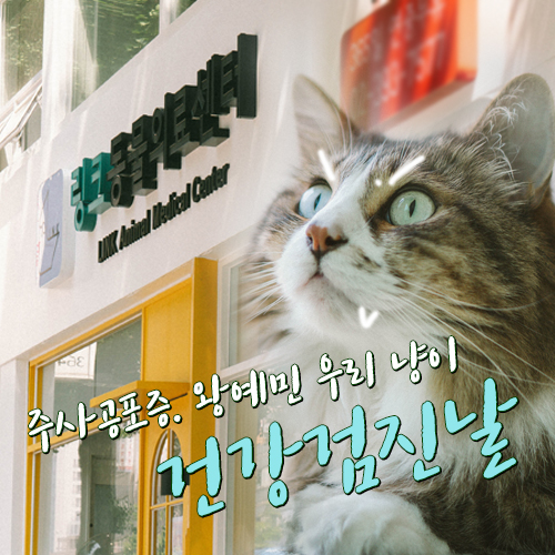 아현역 동물 병원 > 예민한 우리 고양이 건강검진받고 온 날 <링크 동물의료센터> 방문기