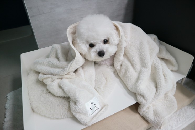 강아지 극세사 수건 롱리브더펫 비숑 목욕 필수템