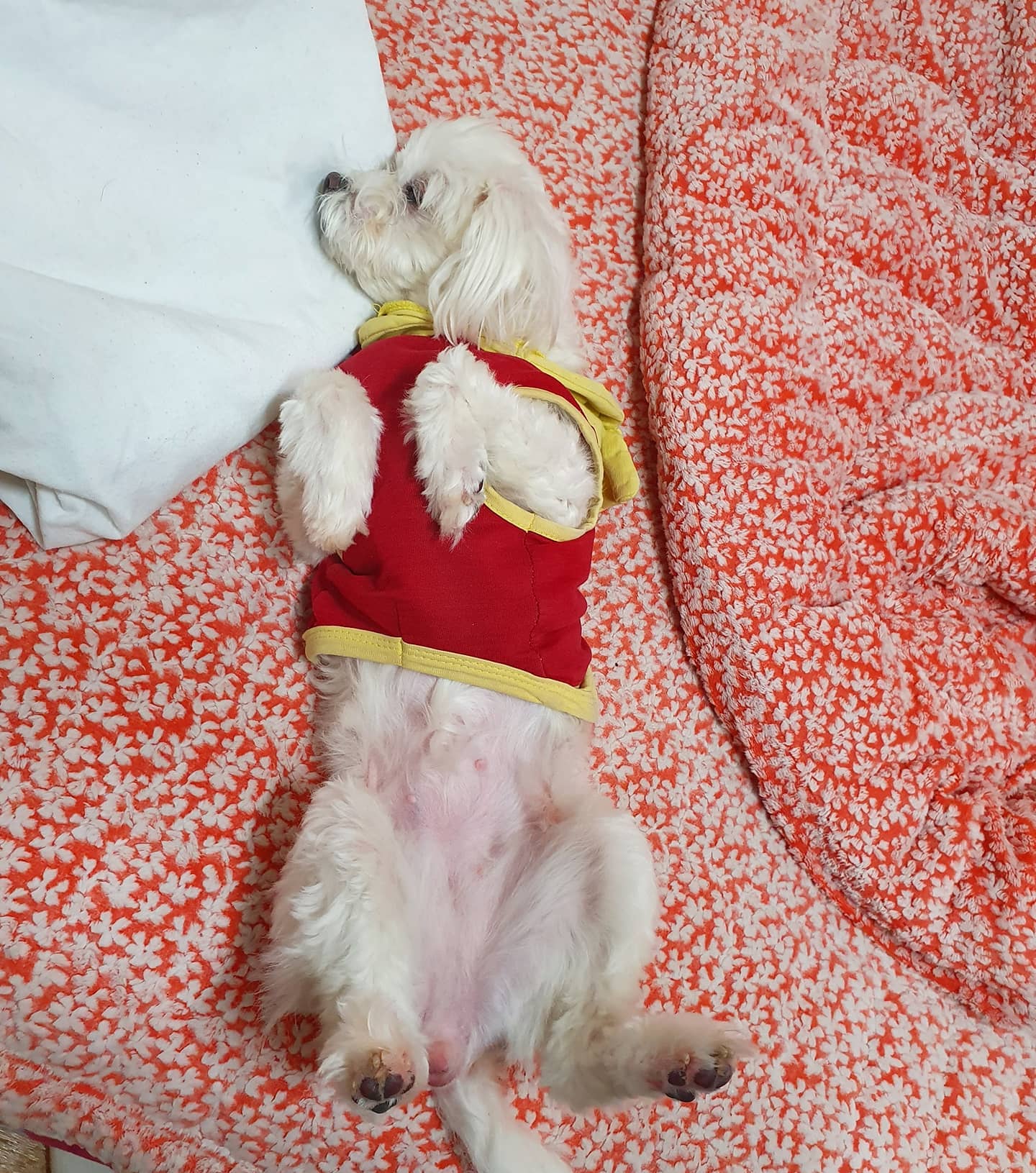 ㅇ..왜.. 그러고 있니..? 사람인줄 ^^;;
 ⠀⠀⠀⠀⠀⠀⠀⠀⠀⠀⠀⠀⠀⠀⠀⠀⠀⠀⠀⠀⠀⠀⠀⠀⠀⠀⠀⠀⠀⠀⠀⠀⠀⠀ #멍스타그램🐾 #강아지그램 #귀여운강아지 #dog #강아지 #말티즈 #애견인맞팔 #애견인소통환영 #애견인맞팔환영 #좋아요반사 #doglover #dogs_of_instagram #말티즈스타그램 #자는중 #자는강아지 #쿨 #비몽사몽 #누워서자는강아지
