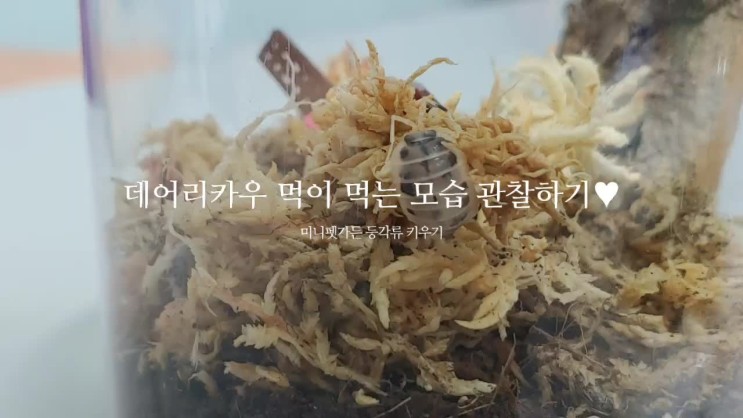 코로나 집 놀이 / 미니펫가든 등각류 키우기 세트로 호기심 키워주기!