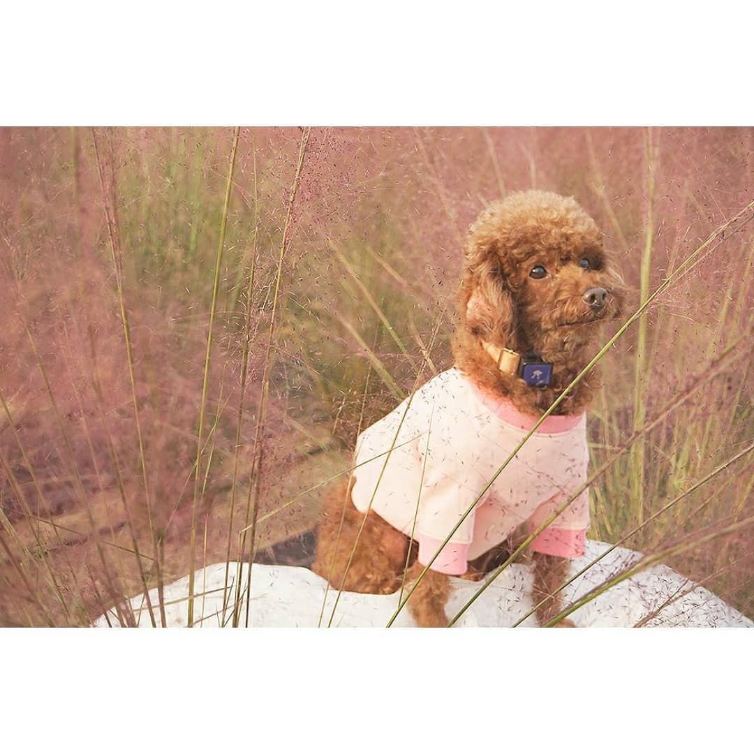 꽃순이 예뻐요🌸🌸🌸