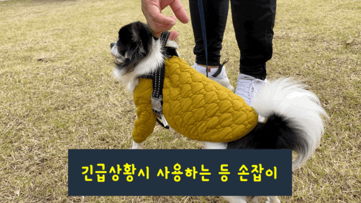 앞고리하네스 착용도 쉽고 달려나가는 강아지 행동교정도 쉬운 멍템 하네스