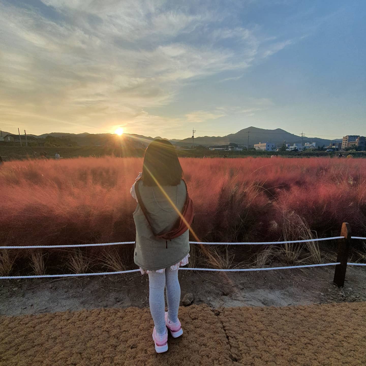 #핑크뮬리🌸 
#공주유구천핑크뮬리 
#핑크핑크해 
#주말보내기💕