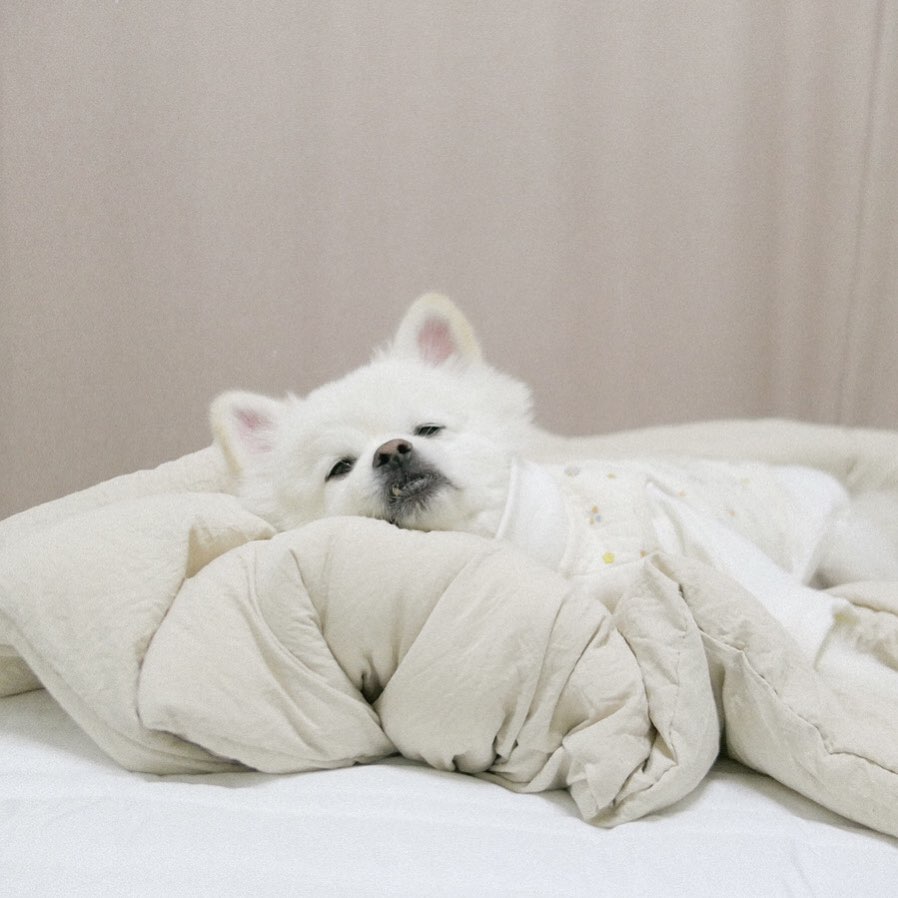 #사랑할개챌린지 🐶🤍
찡구들아 안뇽, 
진우샤넬이네 (jinwoochanelstory ) 지목을 받아 
나랑 누나도 모든 동물칭구들이 
따뜻하고 행복하게 살았으면 좋겠다는 마음에 참여하게 되었오! 
더 이상 #유기견 #유기묘 가 없길 바라며..🙏🏻 

🤍이 캠페인은 게시물 1개당 3만원 상당의 물품과 사료가 
유기견 🐶 유기묘 🐱칭구들에게 기부가 된대 !

🤍내가 지목할 칭구들이야! 
꼭 해야하는 건 아니니까 부담 갖지 말아줘 🐶
쪼꼬미네 kkom2.co.kr 
공덕이네 gong_deok2 
뭉치네 moongchee219 
아띠네 201213_atti 

#사지마세요입양하세요 
#버리지말고끝까지책임져주세요