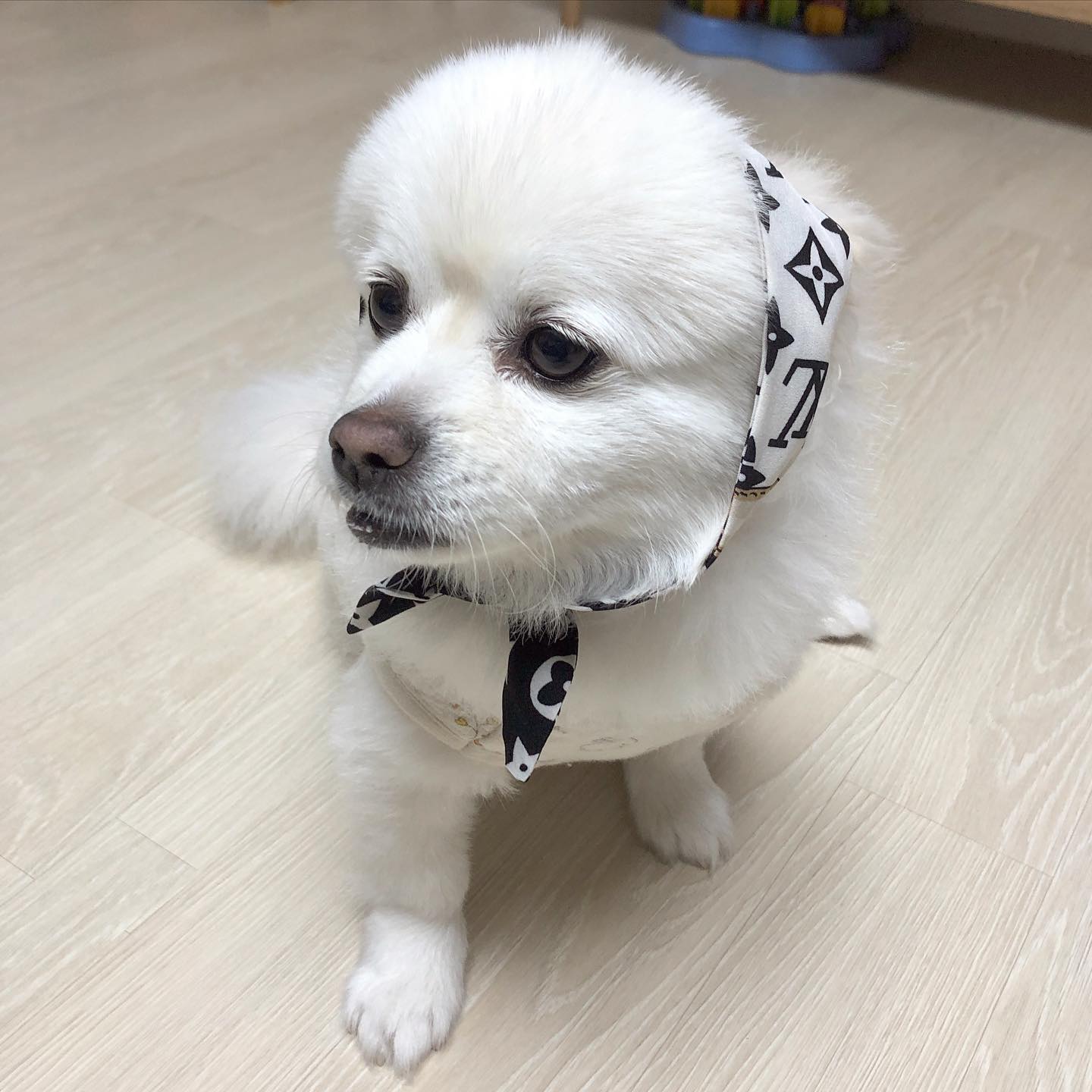 누나가 새로 사준 #루이비통스카프 🤍
역시 스카프는 머리에 둘러야 제 맛이지ಇ( ˵ᐛ ˵)ಇ
#멍소주#멍맥주 먹고 #취한거아님