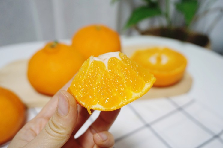인하네 제주레드향 과즙팡팡 신선한 제철과일 맛보세요