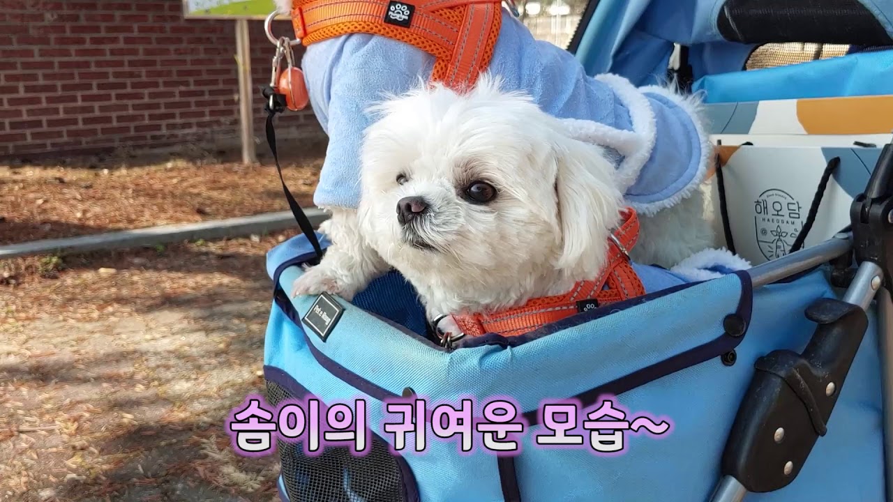 썰매견처럼 보호자 끌고 가는 강아지 앞섬방지 하네스 훈련법...
