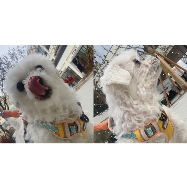 [♥/멍냥한생활 몹씨]강아지하네스/가슴줄/목줄/ 예쁜 하네스로 귀엽게 산책하개:)