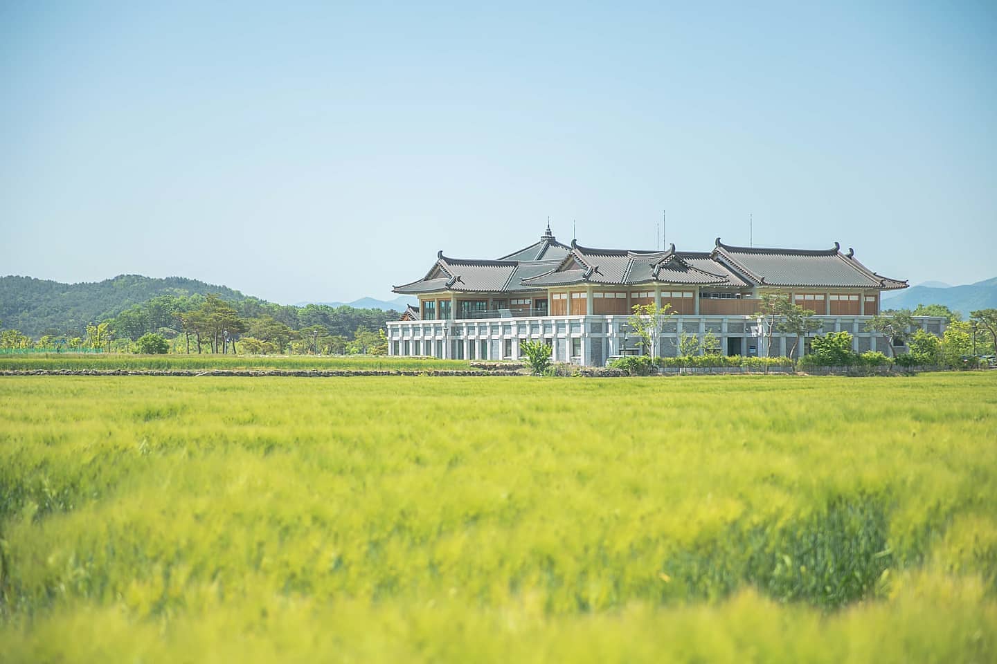 초록초록 싱그러운 보리밭
바람에 흩날리는게 어찌나 이쁜지 
하늘고 이쁘고 풍경도 이쁘고 💕

📍 경주 분황사 앞
📷 canon mark3

#여행에미치다 #여행 #경주 #분황사 #보리밭 #초록 #사진 #데일리 #당일치기 #korea #travel #gyeongju #한국여행 #pic #picture #캐논이미지스토밍