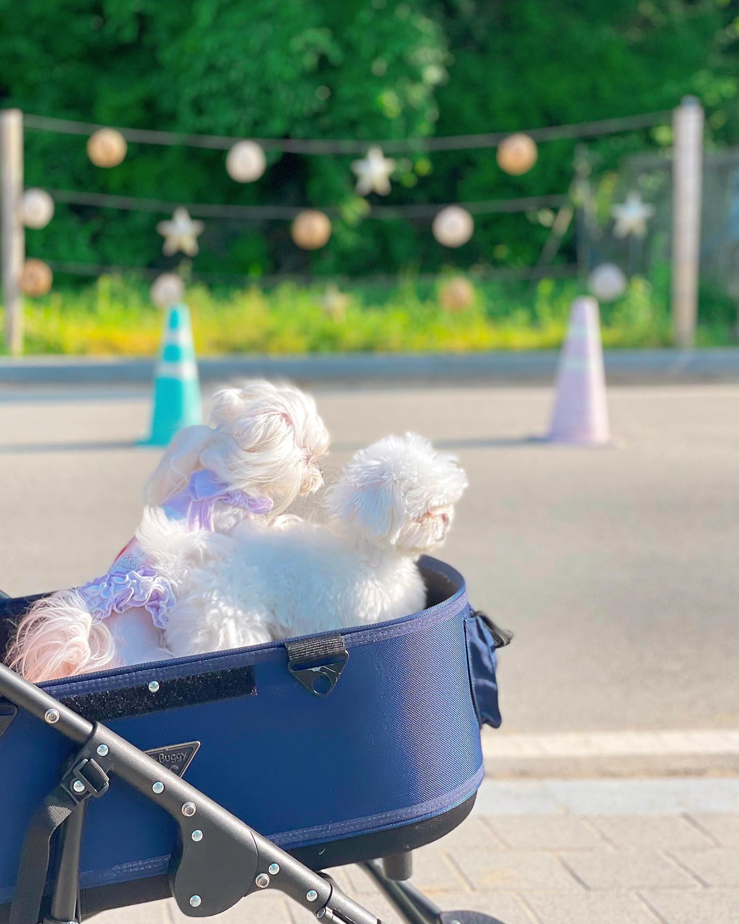 언제봐도 깜찍하고 듬직한 뒷태들〰️🧸