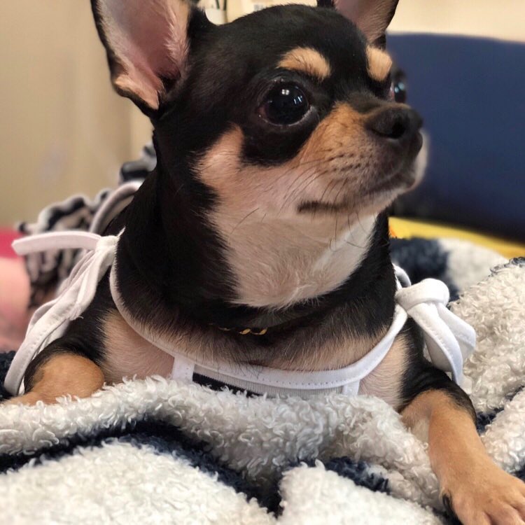 𝗦𝗮𝗲 𝗞𝘆𝗲𝗼𝗻𝗴 ੯•́ ໒꒱ on Instagram: “🐶my 9리 ଘ(੭*ˊᵕˋ)੭* ੈ♡‧₊˚”