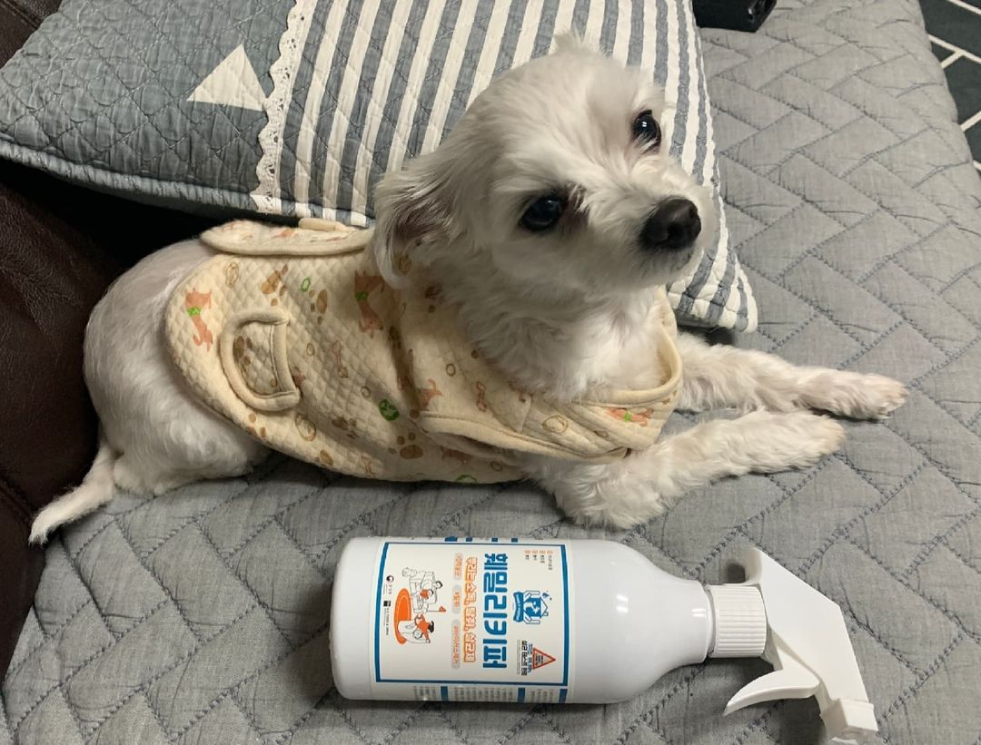 Kim se hee 세힣 on Instagram: “#협찬 오늘은 미정이에요🐶 김미정을 위한 가족모두를 위한 훼밀리 키퍼의 뿌리는 살균소독제! 우리 미정이한테 선물해주셔서 감사해요😍 ✔무향무알콜로 자극