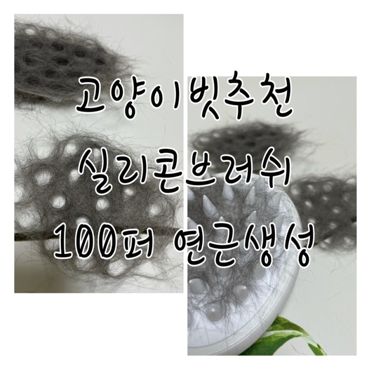 고양이 빗 추천 피단스튜디오 실리콘브러쉬 찐후기들고왔어요!!