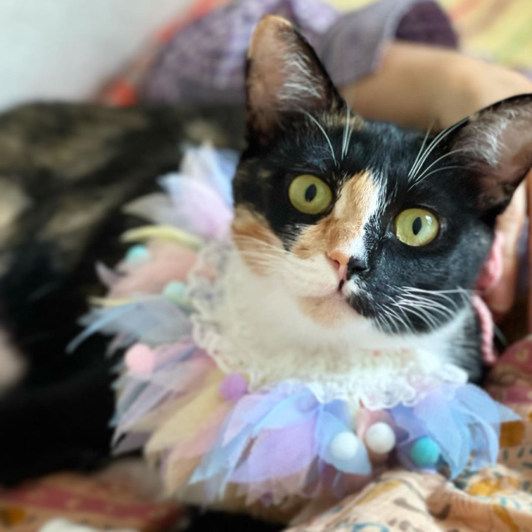 앵두🍒 on Instagram: “너의 눈은 참 신비롭구나 @my__little__joy #리틀조이 #고양이케이프 #강아지케이프 #cat #catstargram #kitten #켓스타그램 #세젤예 #세젤귀 #코숏 #코숏삼색이 #삼색이 #고영