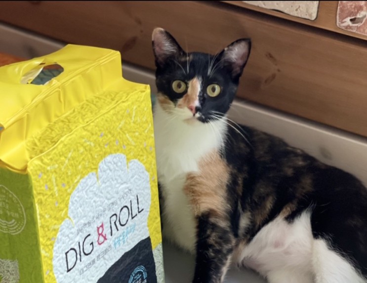 디그앤롤 고양이 두부모래 두부솔루션 7L(2.8kg)