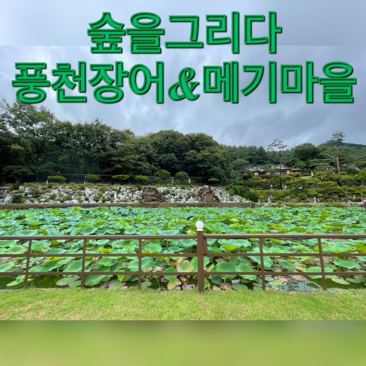 [경기 여주] 숲을그리다 테마파크 - 풍천장어&메기마을(+카페 포레스트)