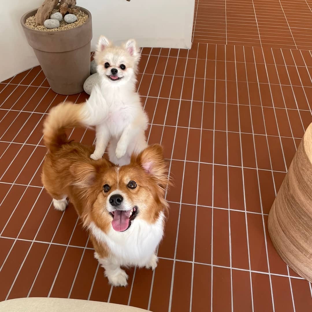 귀여움 2배❣
오드리+산희

#멍스타그램🐶 #반려견소통 #산희 #오드리 #dogstagram #l4l #f4f #멍팔맞팔