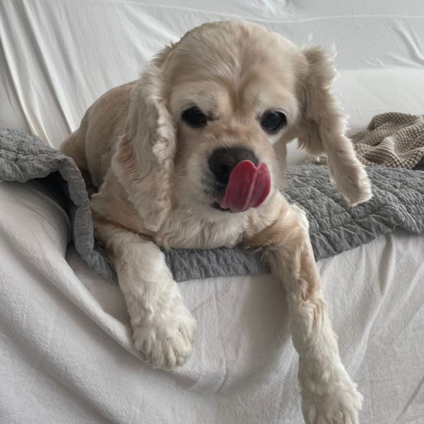 강아지간식 / 도라에몽덴탈껌 / 강아지치석관리껌 / 치석관리간식 /강아지입냄새제거 / 입냄새관리개껌 / 강아지간식추천