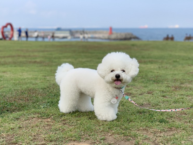 강아지 인식표 추천! 아크릴 반려동물 인식표는 꼬까연구소