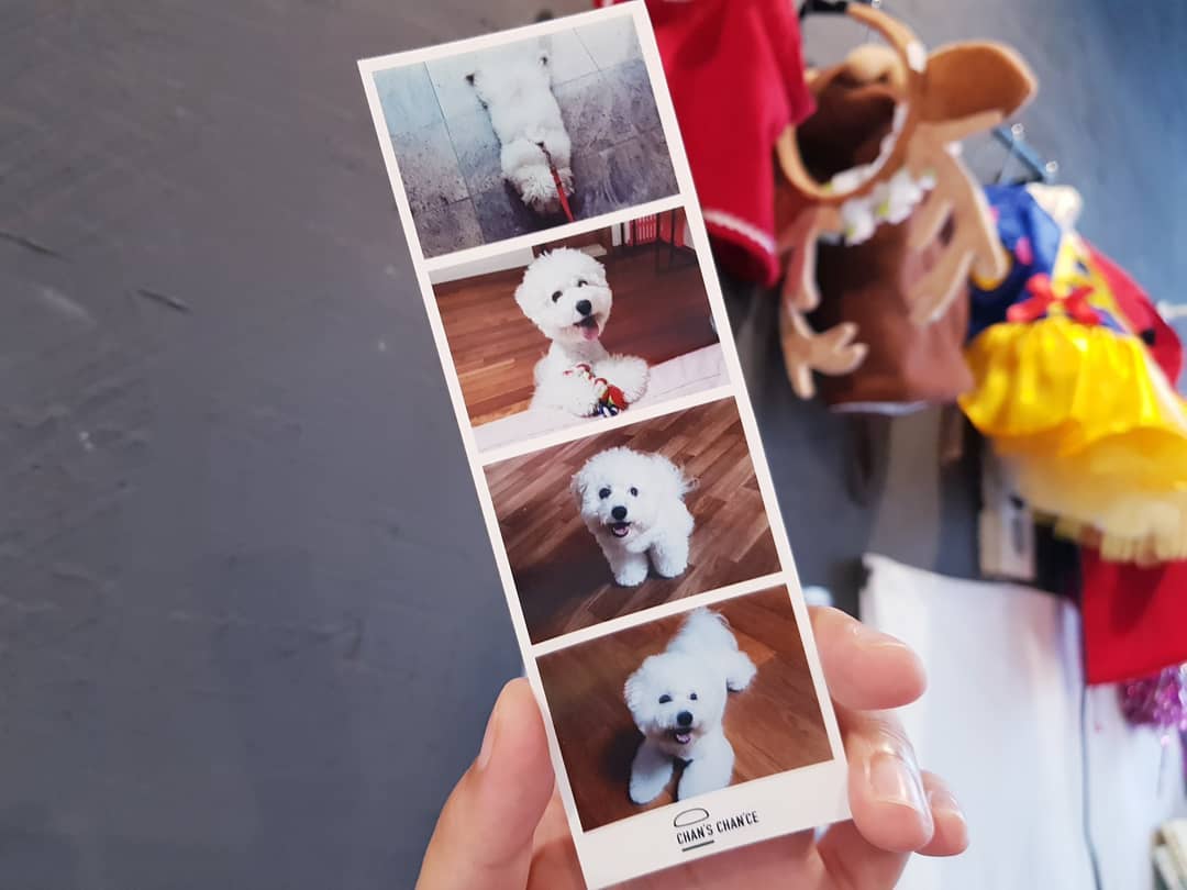 안녕하세현✋ on Instagram: “달이랑 애견동반식당🐶 오늘 언니랑 형부 달이 놀러와서 애견동반식당 찾아서 왔다 음식 기다리는동안 사진인화 서비스도 있고 강아지용 사진소품도 있고😏