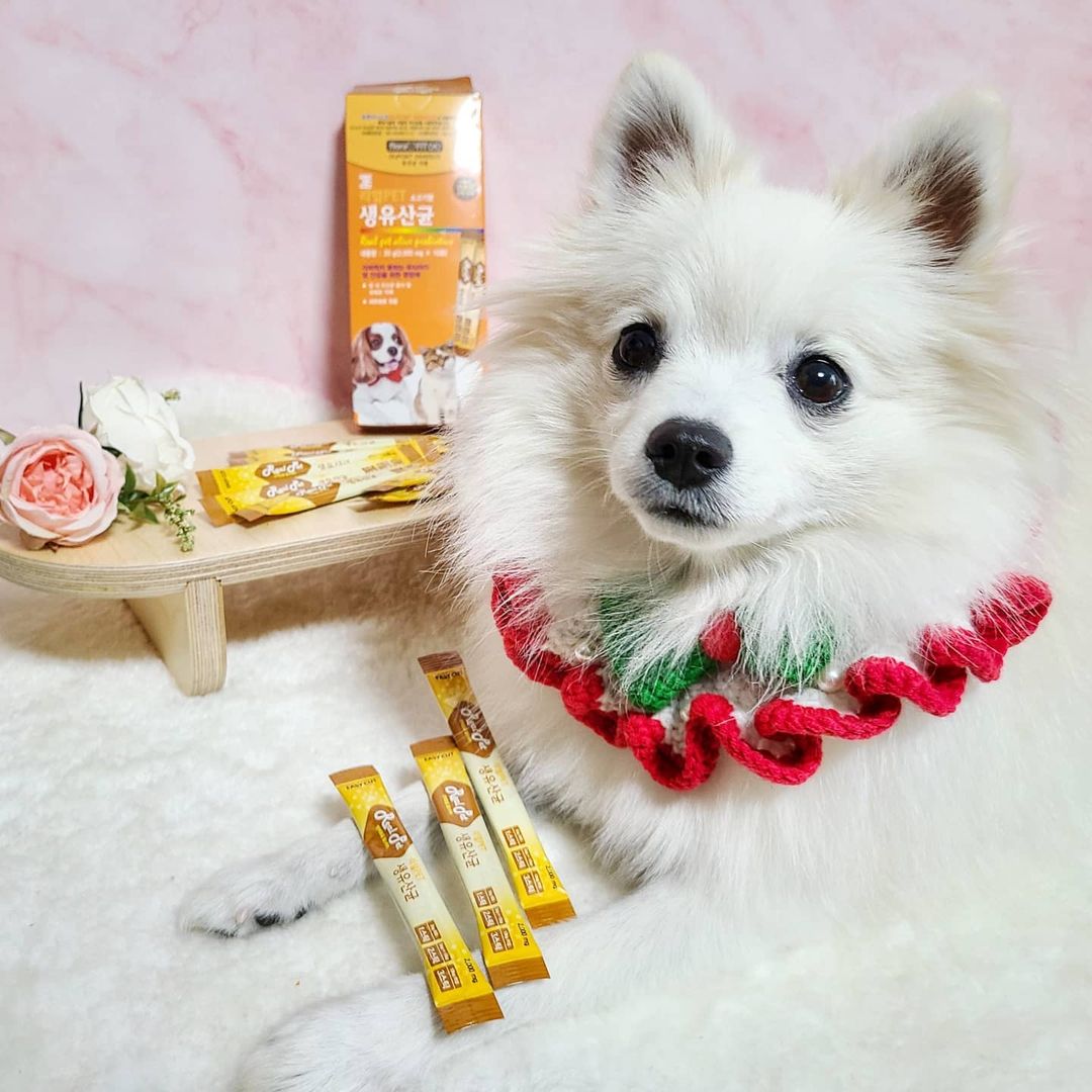 찐빵🐶 견플루언서 on Instagram: “#협찬 . 찐빵이는 애기때부터 가지고태어난 선척적으로 약한 부분이 있는데, 바로 장이에요🥲 장의 소화능력이 좀 떨어지는 편이라 잘 토하고 설사도 잘하