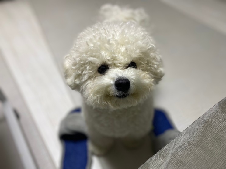 [비서의일기] 강아지 양치하기 / 자이목스 오라틴 치약