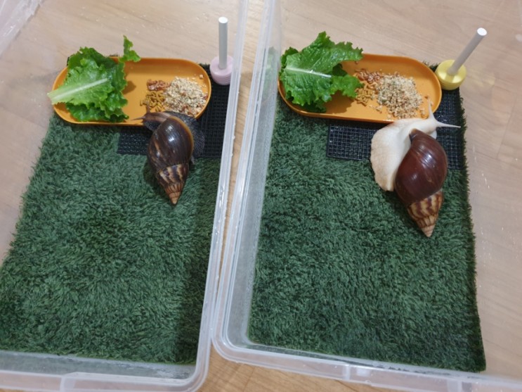 아프리카왕달팽이,달팽이바닥재 이끼매트 모스매트로 이사하는날