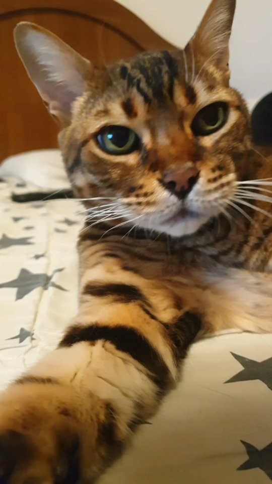 용팝이 그루밍 
.
.
.
.
#뱅갈고양이