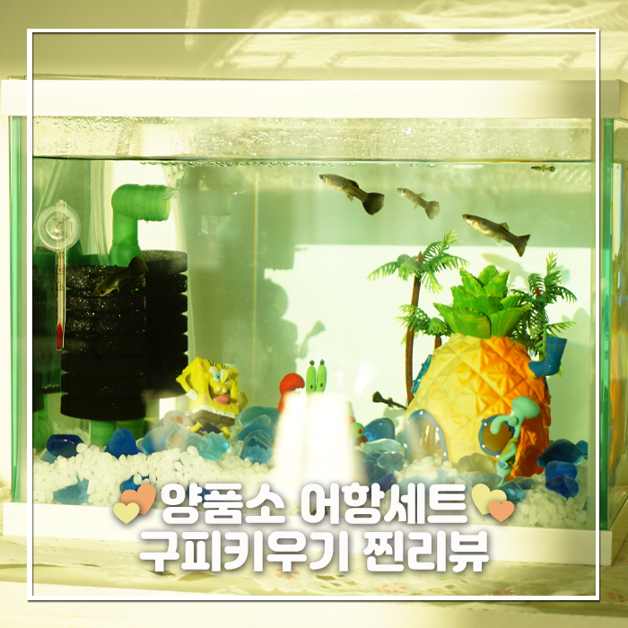 구피키우기 제격인 양품소 미니어항세트로 센스있게 준비 끝!
