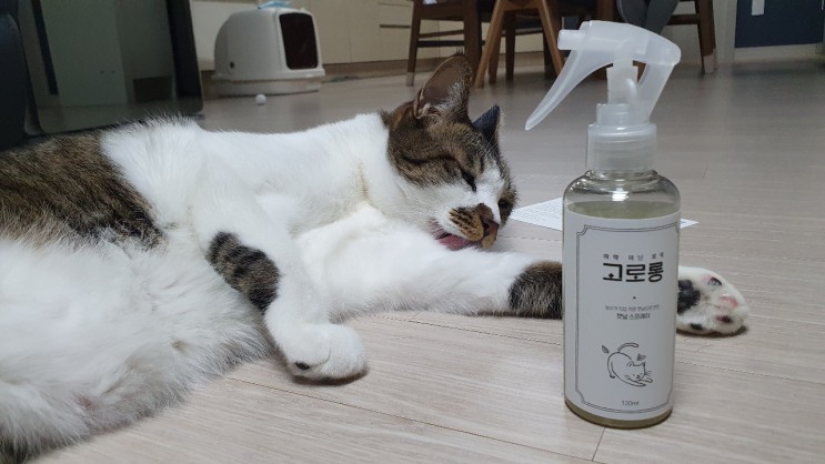 고양이스트레스에는 고로롱 캣닢스프레이가 최고!