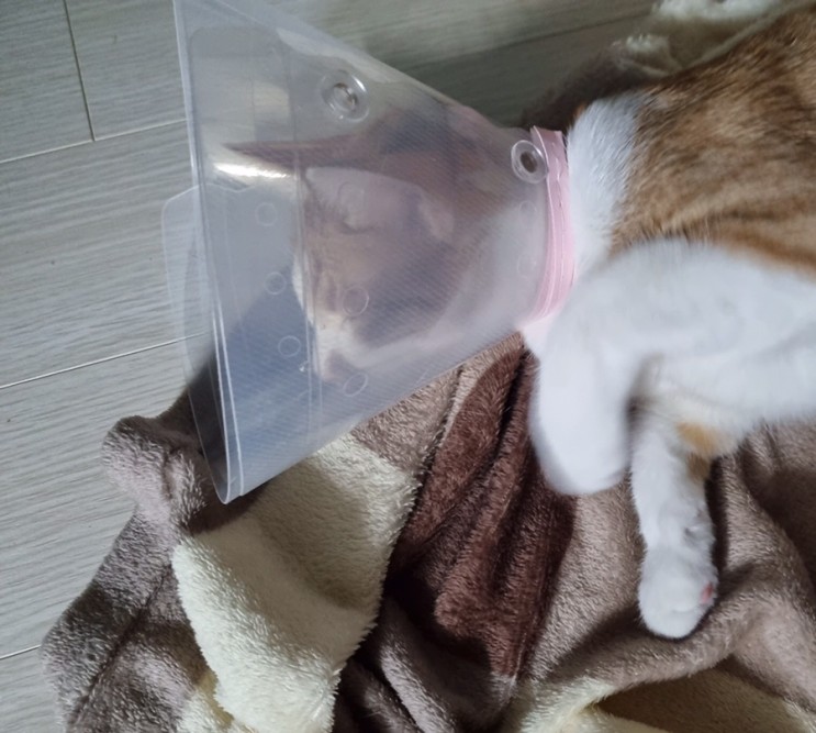 [고양이 중성화] 🥲살구 중성화 그후… (고양이 중성화 후 케어/중성화 수술 후 관리/중성화 수술 후 약먹이기/소독하기)