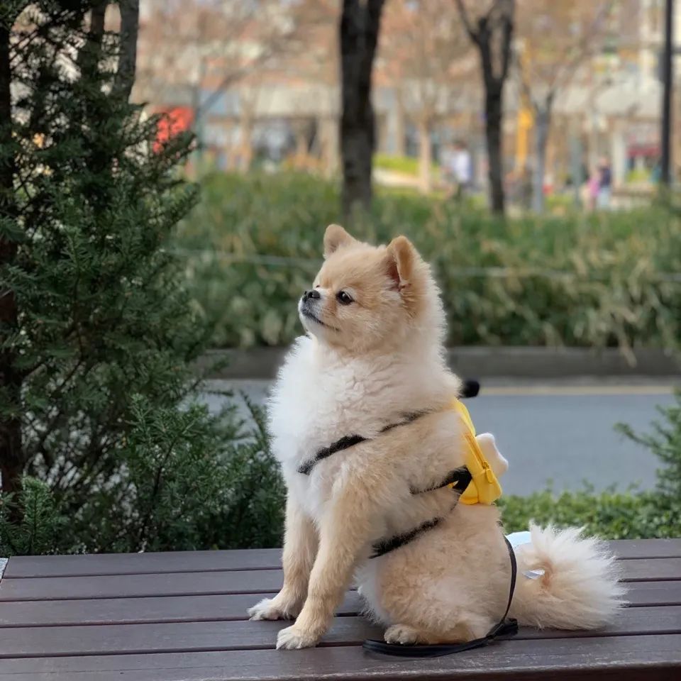 콘텐츠